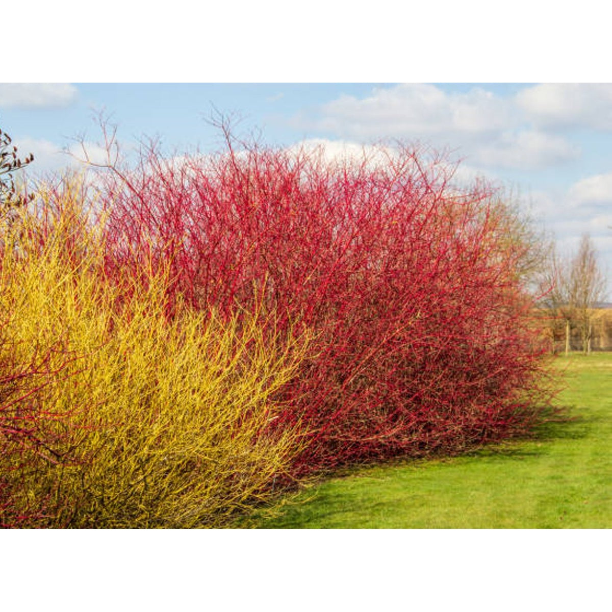 Kornell – Cornus sanguinea - 40-60 CM bare root 1/1